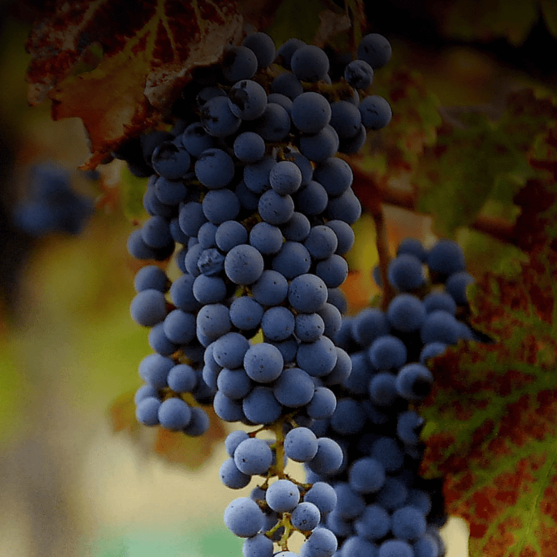 BLOG YOPPEN Hall of Fame Viña Laura Hartwig vinos entrevista viña boutique cepa casona paisaje natural escapada uvas